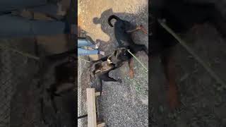 Video preview image #1 Rottweiler Puppy For Sale in Hillsboro, NH, USA