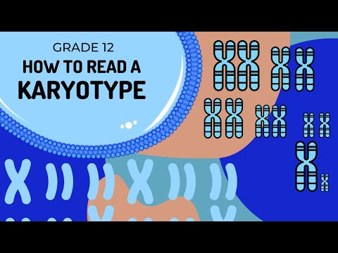 How to read a karytoype | What is a autosome and gonosome?