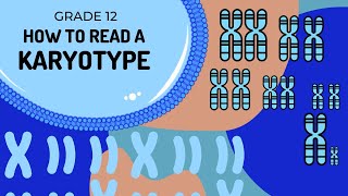 How to read a karytoype | What is a autosome and gonosome