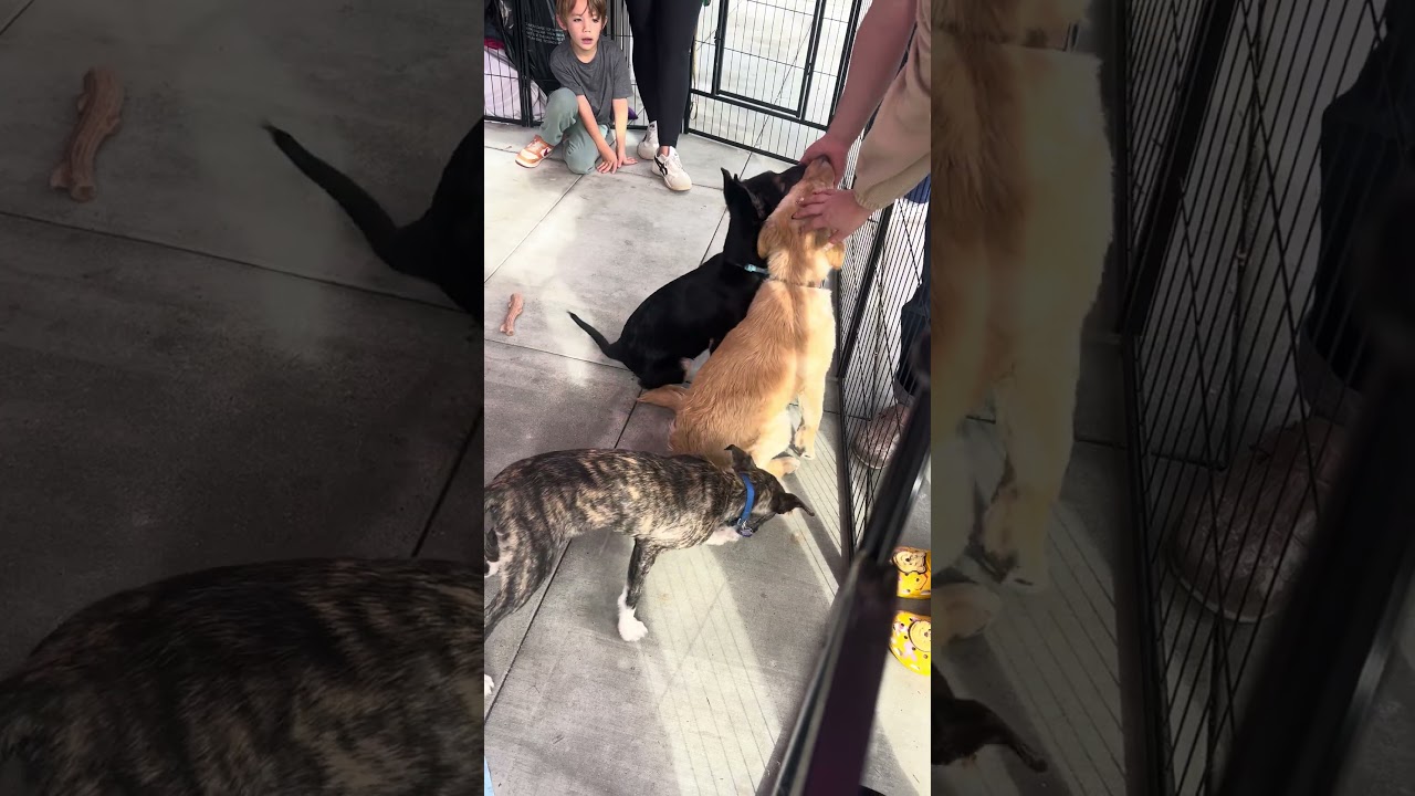 Enlarge Honey Bear, an adoptable mixed breed in Carlsbad, CA video 2/5