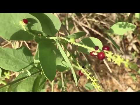 Salvadora Presica : Jaal (Peelu,Pilu) in Pakistan || English Documentary