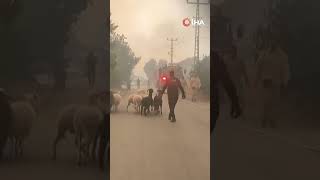 Antalya'da Alevlere aldırmadılar! Koyunları kurtarmak için seferber ol