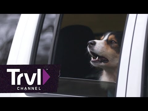 , title : 'Tips for Traveling With Pets | Travel Channel'