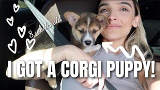 PICKING UP MY 8 WEEK OLD CORGI PUPPY! | Pembroke Welsh Corgi Puppy! + mini haul + CORGI PUPPY PARTY!