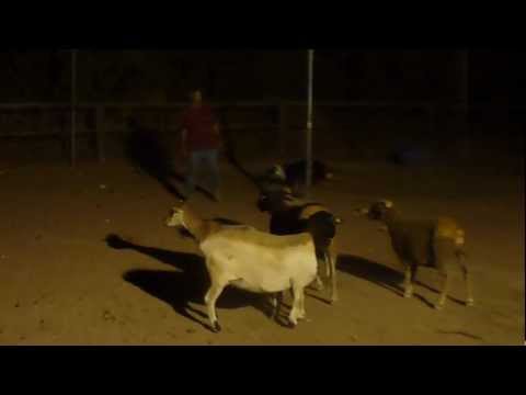 Scot the Border Colie of Ofir Paz Herding Sheep