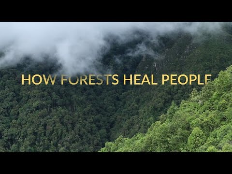 How Do Forests Heal People?