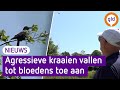 Wandelaars worden geteisterd door agressieve kraaien in Apeldoorn