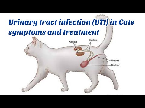 Urinary tract infection (UTI) in cats | deadly disease in cats | symptoms and treatment
