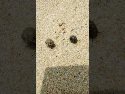 Just captured these sea snails on the beach 🏖️ 🐌 #sea #snail #beach