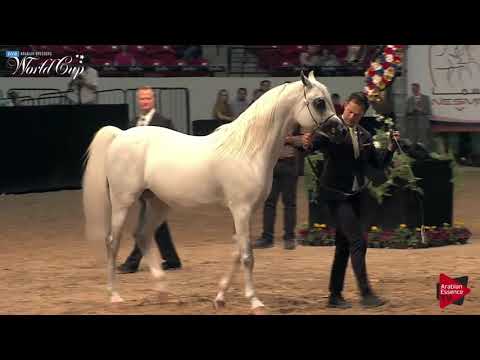 N.221 OM EL SINON - LAS VEGAS 2019 - Arabian World Cup Senior Breeding Stallions (Class 125).mp4