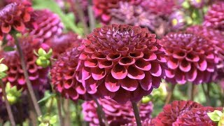 ♥ Flowers can Dance ♥ Music by Paul Reeves ♫ A Winter Land ♫