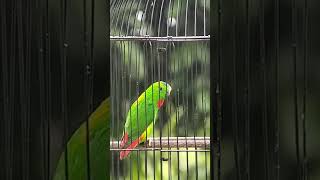 Download lagu #shorts Serindit gacor #serinditpancingan #bird #burungserindit mp3