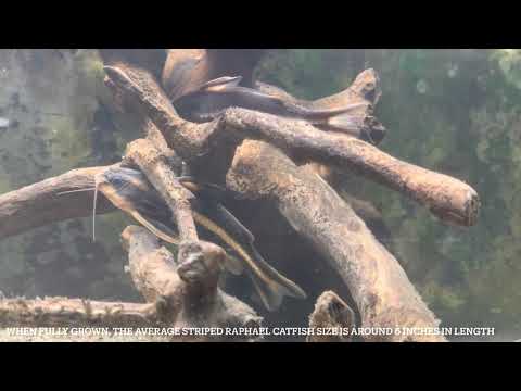 striped raphael catfish