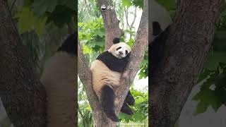Panda Cub Sleep Mode: Activated | iPanda #shorts