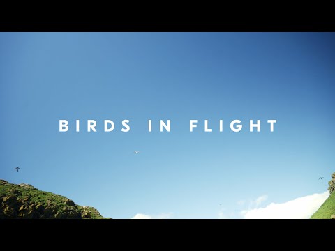 Nikon School: Ideal settings for photographing birds in flight