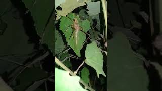 Download lagu Suara Belalang merdu #shorts #videoshorts #suarabelalangsangit mp3