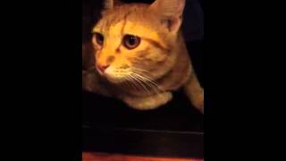 My guilty cat hiding in our closet