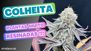 Como Plantar MACONHA - COLHEITA Cannabis Sativa Medicinal