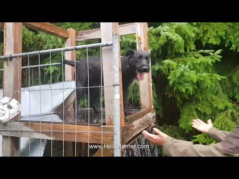 Heideterrier Wilma von der Lönsmeute / Junghund