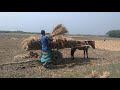 Horse Cart Load Paddy From Field Horse Cart Ride Village Agriculture System