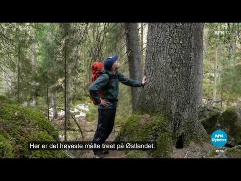 Høyt grantre i Lørenskog