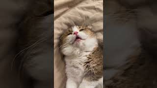 Download lagu Cute Cat part 137 #cat #catlovers #kitten #catsoftiktok mp3