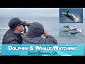 Whale Watching In Santa Barbara CA First Time Seeing Whales And Dolphins In The Wild