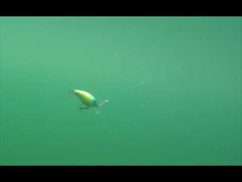Transparent Perch (EG-165#A102G)