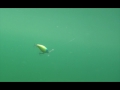 Transparent Perch (EG-165#A102G)