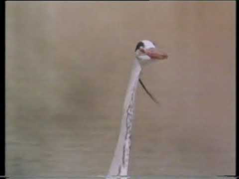 Picture Box - Heron Named Bill ITV Schools