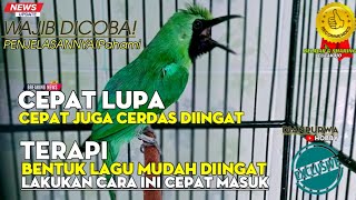 Download lagu WAJIB DICOBA❗ PEMAHAMAN DALAM PEMASTERAN CUCAK IJO BIAR TDK CEPAT LUPA DAN CEPAT CERDAS DIINGAT mp3