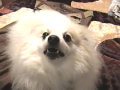 Pomeranian barking at TV (HQ) 