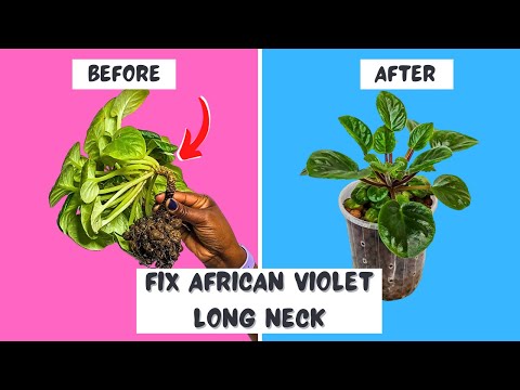 How I Rescued My African Violets from Long Neck Disaster With UPDATES