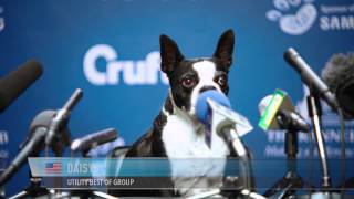 The dogs have something to say... It's Crufts time!