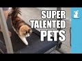 Super Talented Pets Funny Compilation