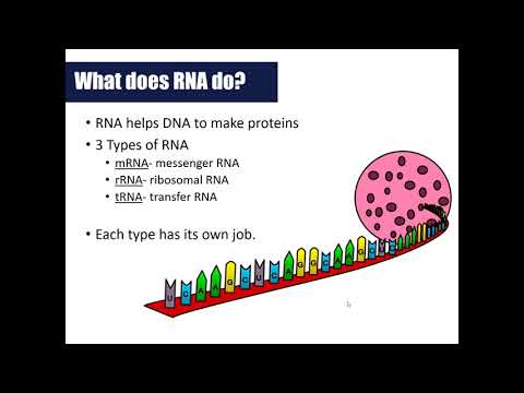 Say it with dna protein synthesis worksheet answer key