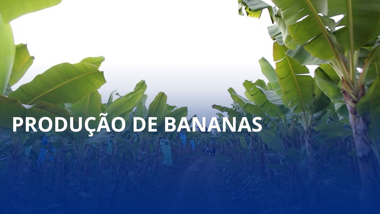 Do sonho ao campo: produtor investe em 8,5 mil pés de banana