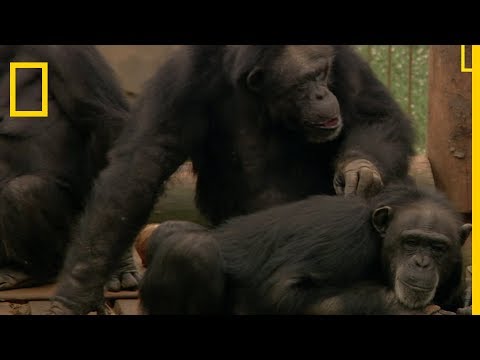 Le combat de Jane GOODALL pour les chimpanzés