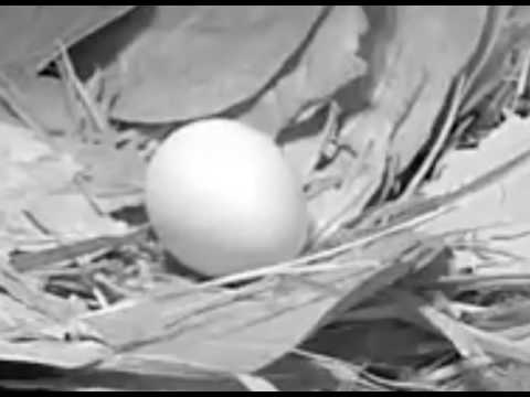 Movement in the egg