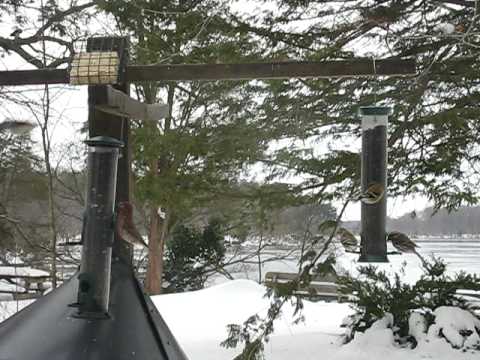 Eastern Birds at the Winter Feeders 2