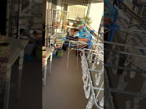 プランター用秋の花 ルドベキア・ヒルタ 秋の色