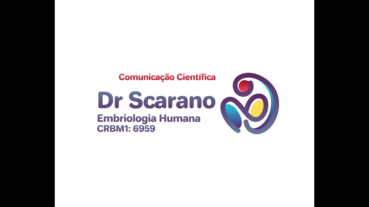 Desenvolvimento do Sistema Genital   Parte 2 UNESP