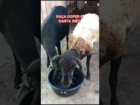 raça DOPER e SANTA INÊS