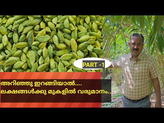 ലക്ഷങ്ങൾ സമ്പാദിക്കാവുന്ന ഏലം കൃഷിയിൽ അറിഞ്ഞിരിക്കേണ്ട കാര്യങ്ങൾ 1  | Things to know about cardamom farming, which can earn lakhs 1