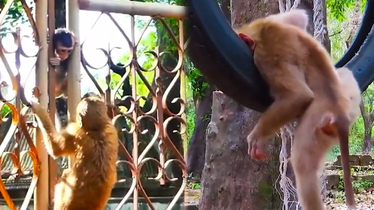How did this monkey get stuck? It was screaming for its mother to come and rescue it.