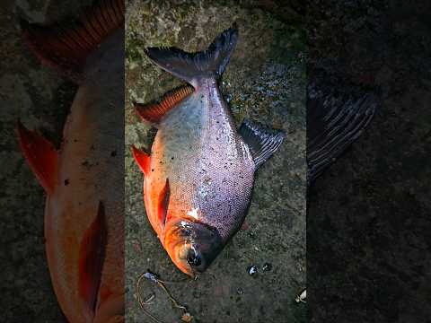 Greatest Bengal Piranha Fish Catching by Meat Trap