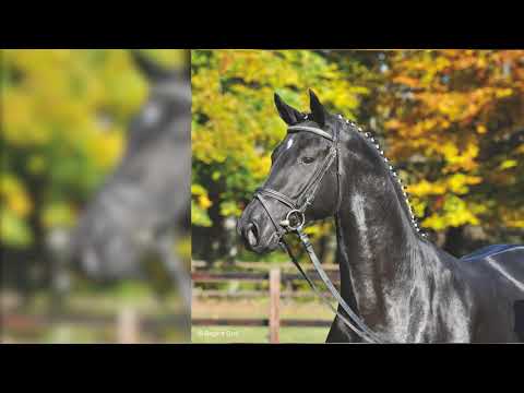 Abendtanz, Trakehner Prämien- und Elitehengst