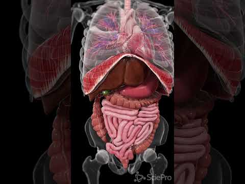 Explore the Dynamic Movements Inside Your Body   #anatomy #meded #3danimation