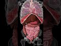 Explore The Dynamic Movements Inside Your Body Anatomy Meded 3danimation