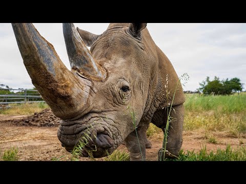 Hooves and Horns: Safari Adventures